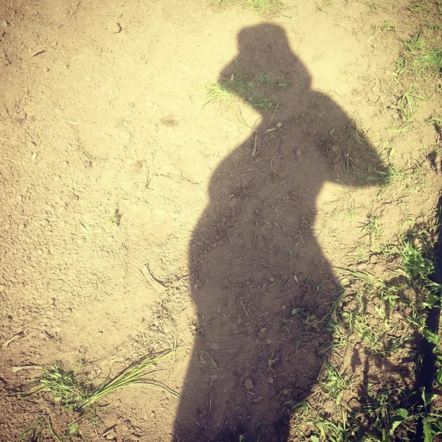 Winterfell Acres shadow