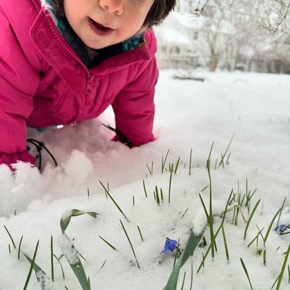Spring Flowers Meet Snow Showers