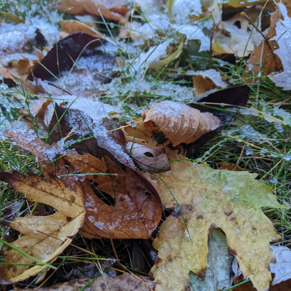 Lessons from the Leaves